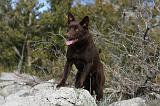KELPIE 014